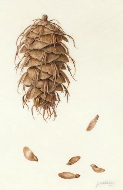 Douglas Fir Cone on Vellum