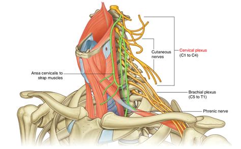 Spinal Nerves – Earth's Lab