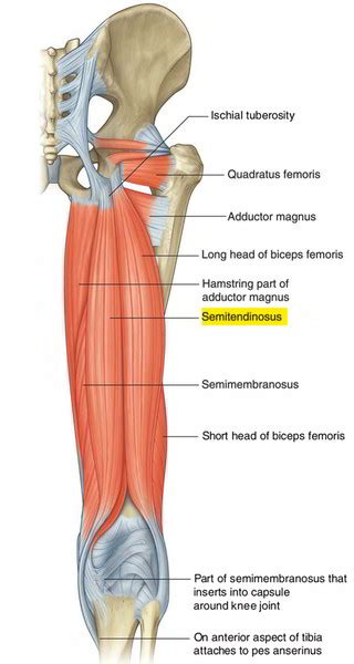 Semitendinosus Muscle – Earth's Lab