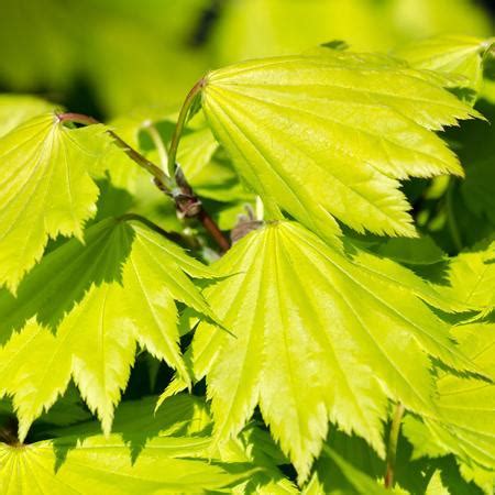 Autumn Moon Japanese Maple Trees for Sale – FastGrowingTrees.com