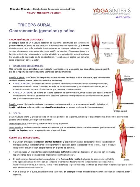 Tríceps Sural Pierna | PDF | Articulaciones | Sistema musculoesquelético