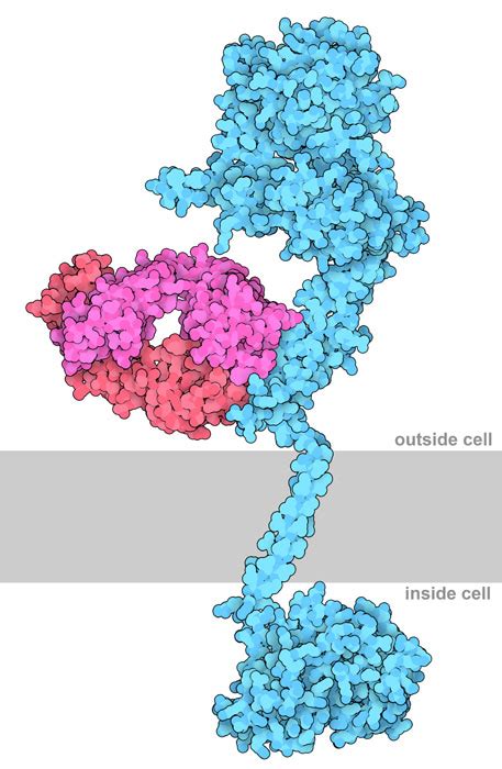 Trastazumab | Zarko Boskovic’s Homepage