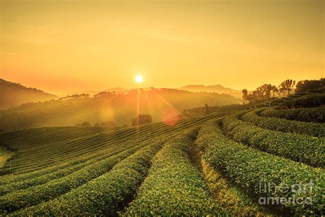 Sunrise View Of Tea Plantation Photograph by Donot6 studio - Pixels