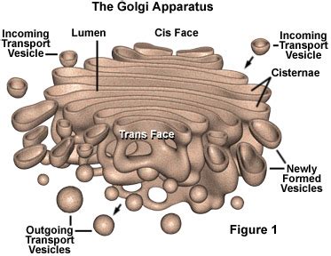 Premed HQ Golgi Apparatus | Premed HQ