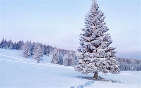 nature, Landscape, Forest, Snow, Trees Wallpapers HD / Desktop and Mobile Backgrounds