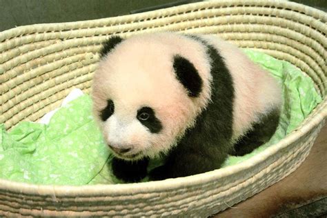 Japan’s 3-month-old baby panda finally has a name | Las Vegas Review ...