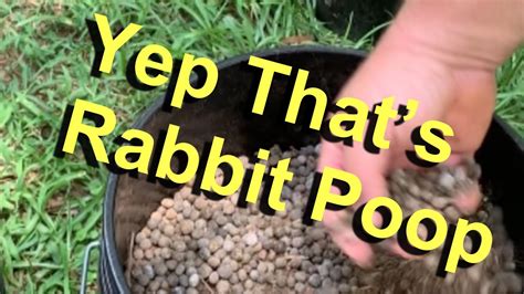 Rabbit Poop and how I use it. - YouTube