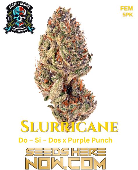 Slurricane Feminized Seeds - 20-28% THC, Grape & Citrus Aroma