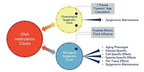 DNA Methylation Aging Clocks Platform - MEDizzy