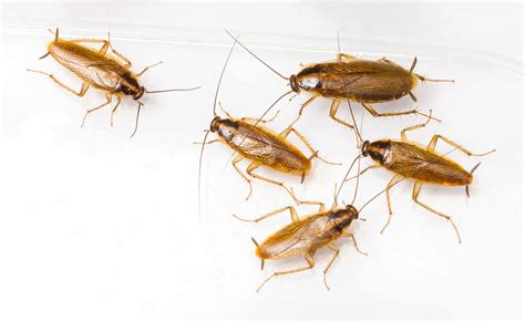 Have You Started Seeing Small Cockroaches Around The Home?