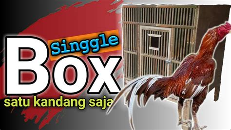 Kandang ayam jago satu pintu TERBAIK - YouTube