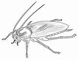 Cockroach Coloring Page Pages  AusmalbilderFurKinderde sketch template