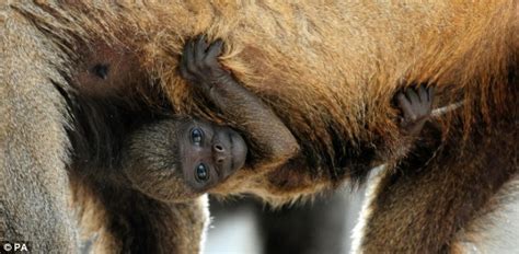 Cheeky monkey: Baby primate strikes a pose as he makes his public debut | Daily Mail Online