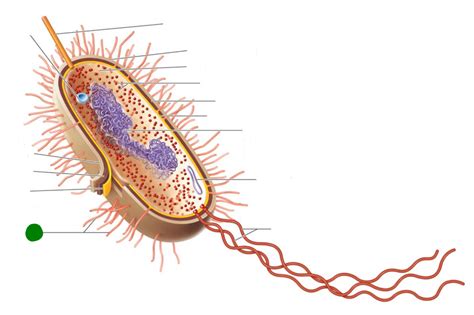 Level 7 - Chapter 3 - Prokaryotic Structure B - BIO220 - Microbiology ...