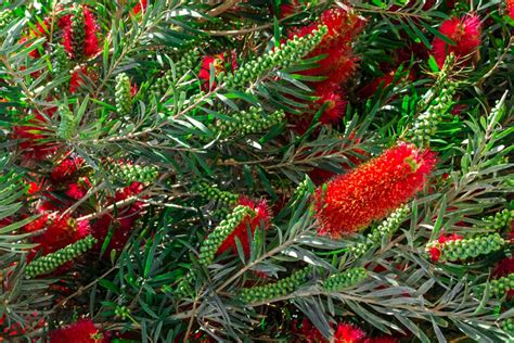 Weeping Bottlebrush Plant (Callistemon viminalis): Care and Growing Guide