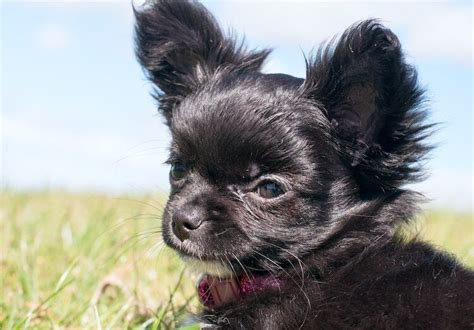 Teacup Chihuahua: Puppies, Lifespan, Price, Pictures & Breeders | All Things Dogs