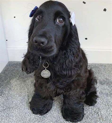 Black Cocker Spaniel Guide - Everything You Need To Know!