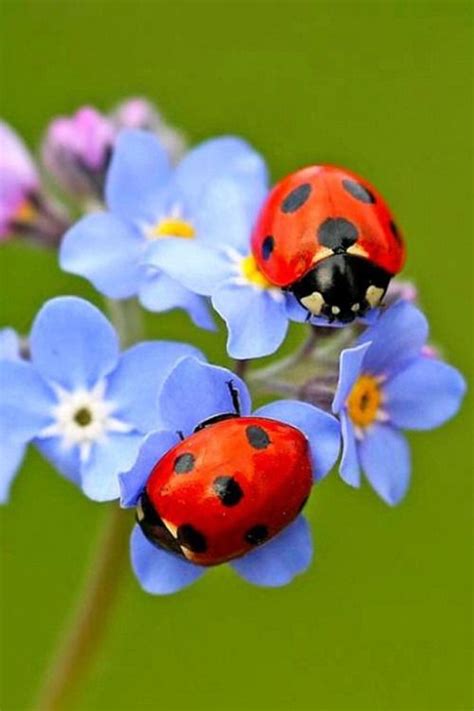 7 Reasons Why Ladybugs Are Good Luck | Balcony Garden Web