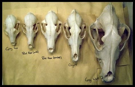 Canidae (hondachtigen). | Canine skull, Dog anatomy, Animal skulls