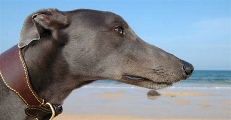 What Are Blue Greyhounds? Characteristics, Rarity, Cost & More