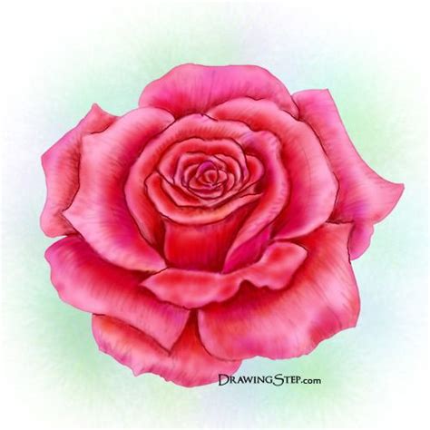 Group of: How to Draw a Rose Step by Step | We Heart It | Flower drawing, Rose drawing, Red rose ...