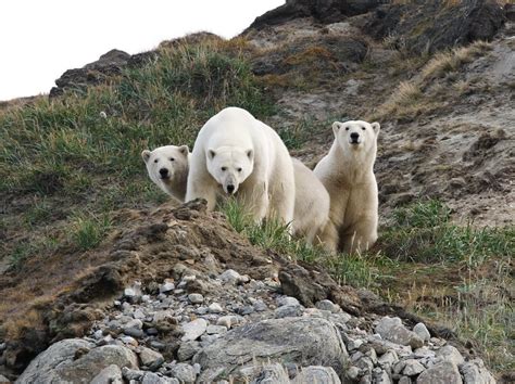 Chukotka Autonomous Okrug Mountains