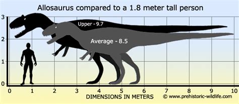 Imagen - Allosaurus-size.jpg | Wiki Prehistórico | FANDOM powered by Wikia