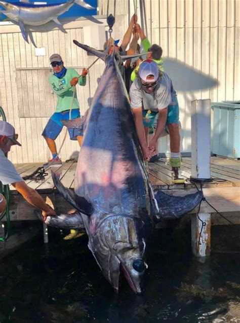 Florida couple land record-breaking swordfish that fought for eight hours, dragged boat 20 miles ...