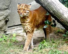 Asian Golden Cat Facts - Photos - Earth's Endangered Creatures