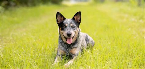 Why Is My Blue Heeler So Aggressive? - Canines and Pups