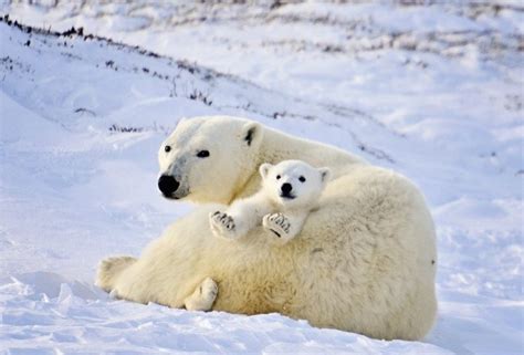 Polar Bear Mother and Cubs Michelle Valberg _D703839_SM | Arctic Kingdom