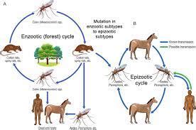 Outbreak- Western equine encephalitis ,Argentina - Prevention is better than cure