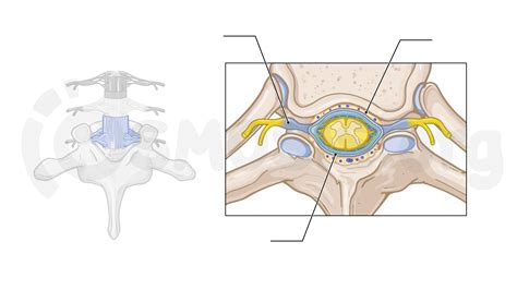 Anatomy of the vertebral canal | Osmosis