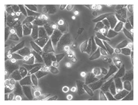 Photographs of the 6 groups of HepG2 cells. | Download Scientific Diagram