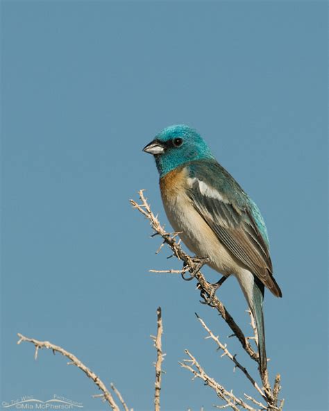 Lazuli Bunting male with a sky background – Mia McPherson's On The Wing Photography