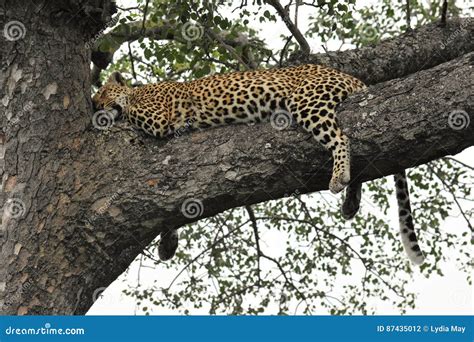 Leopard Sleeping In A Tree Royalty-Free Stock Photography ...