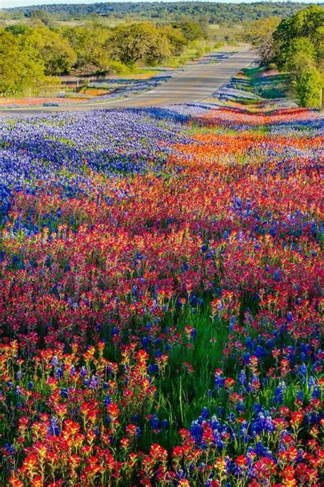 A carpet of Texas wildflowers in the spring, along Texas Highway 16 near Llano. Photo by Bill ...