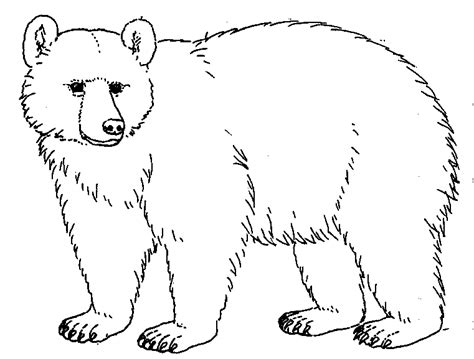 Bear Drawings | ... Worksheet Guide : Pictures Clip art Line Drawing Coloring Pictures | Animal ...