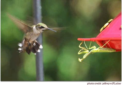 Praying Mantis Catches A Hummingbird