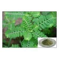 Phyllanthus Amarus at Best Price in India