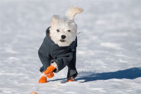 Winter Boots For Dogs That Stay On Flash Sales | www.danzhao.cc