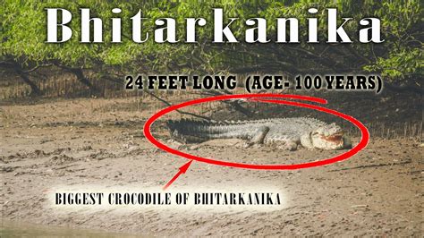 Go on your own risk !! Biggest crocodile of Bhitarkanika 😱Bhitarkanika national park complete ...