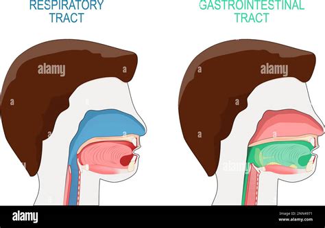 gastrointestinal tract and respiratory system. Cross section of a human ...