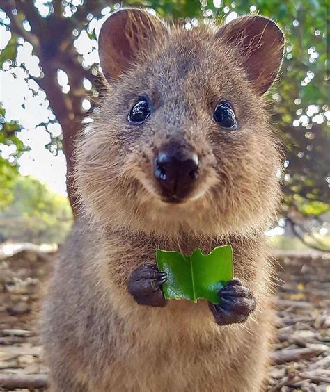 Le quokka (Setonix brachyurus) est un petit marsupial de la famille des macropodidés comme le ...