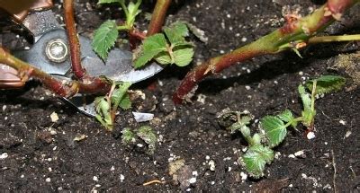 Container Blackberries: Pruning thornless blackberries in containers