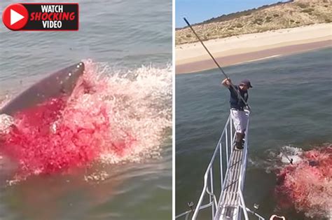 Great white shark turns sea blood red as savage attack stuns experts | Daily Star