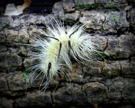 Poisonous caterpillar spotted on Clare County trail - mlive.com