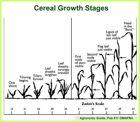 Cereal Growth Stages Pub 811 – Field Crop News