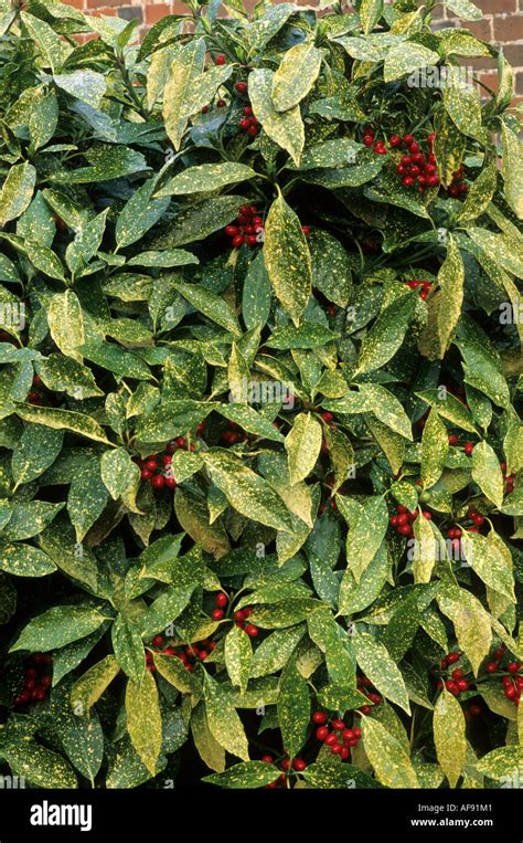 Aucuba japonica Variegata Stock Photo - Alamy