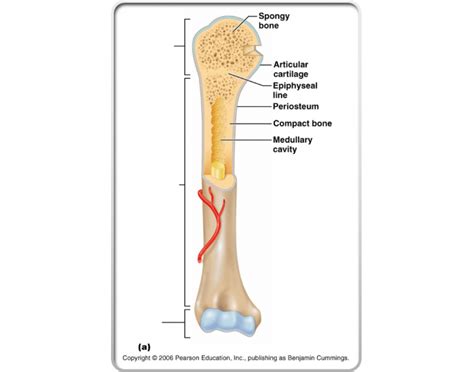 Long Bone 3 Quiz